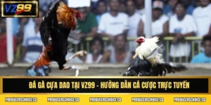 Đá gà cựa dao