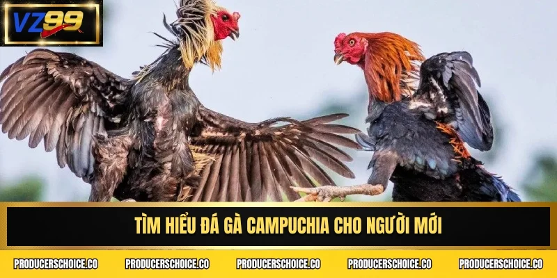 Tìm hiểu đá gà Campuchia cho người mới